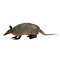 Mounted Armadillo