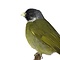 Mounted collared finchbill
