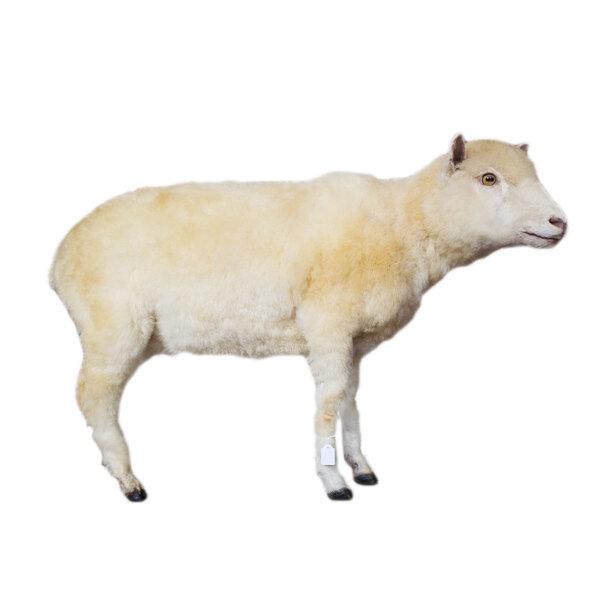 Mounted sheep