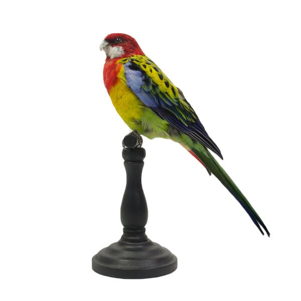 Mounted eastern rosella (A)