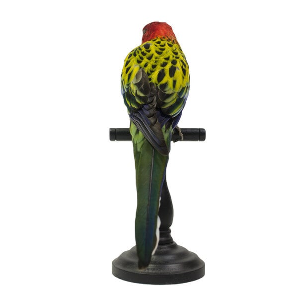 Mounted eastern rosella (A)
