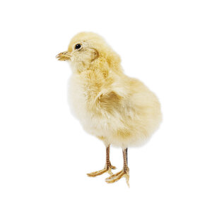 Präpariertes gelbes Huhn Küken ohne Sockel