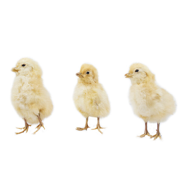 Präpariertes gelbes Huhn Küken ohne Sockel