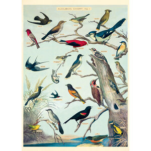School poster - birds (A)