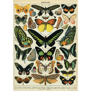 Schoolplaat - vlinders (A)