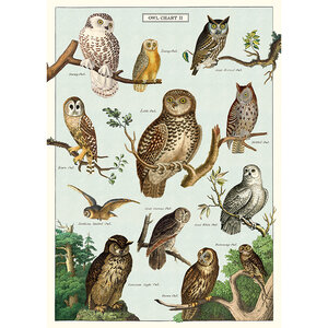 School poster - owls
