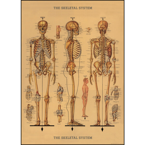 School poster - human skeleton