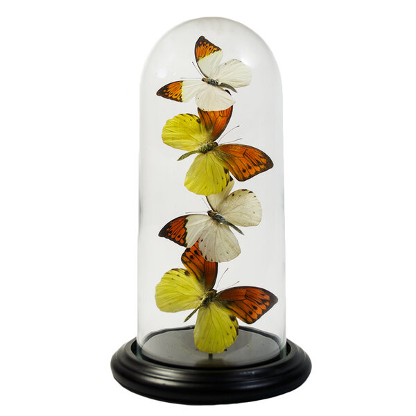 Glocke mit Hebomoia Schmetterlingen (4)