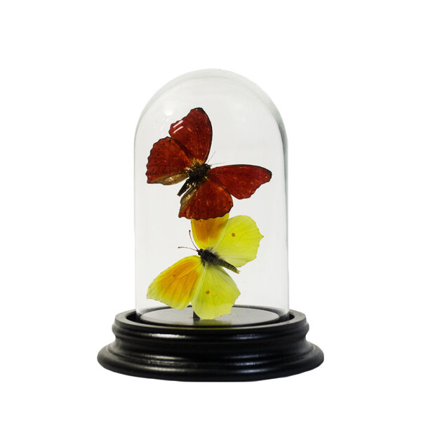 Dome with Cymothoe sangaris & Gonepteryx cleopatra