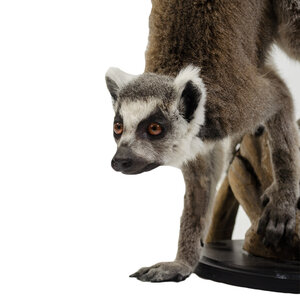 Mounted ring-tail lemur