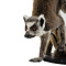 Mounted ring-tail lemur