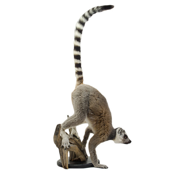 Opgezette ringstaartmaki