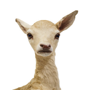 Mounted fallow deer (juvenile)