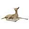 Mounted fallow deer (juvenile)