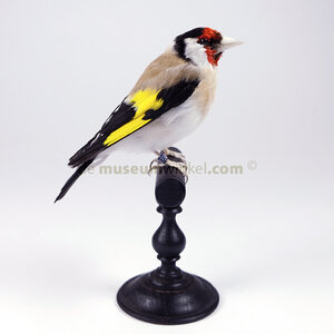 Mounted european goldfinch - beige