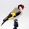 Mounted european goldfinch - beige