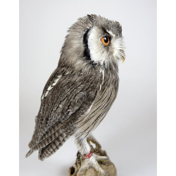 Mounted white-faced owl