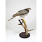 Mounted sparrowhawk