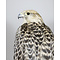 Mounted Gyrfalcon