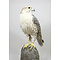 Mounted Gyrfalcon