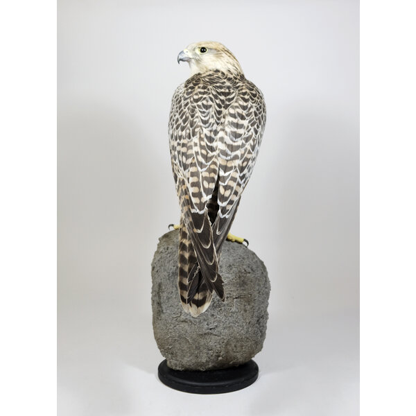 Mounted Gyrfalcon