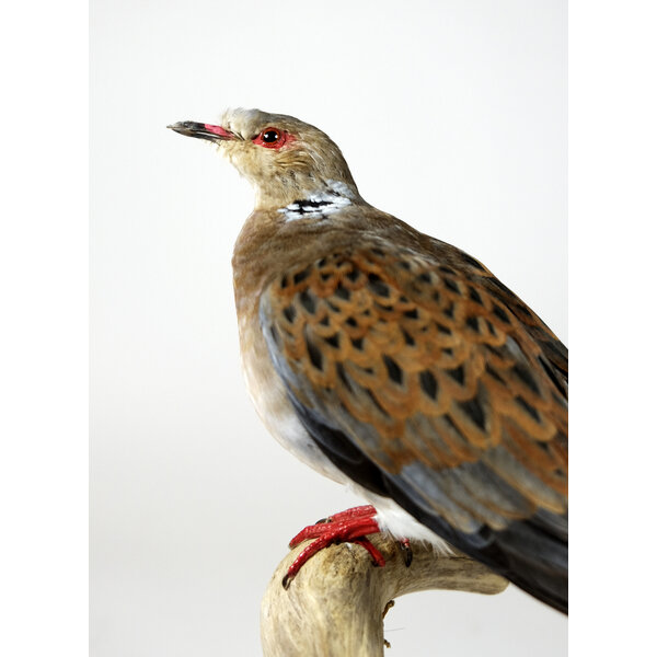 Präparierte Turteltaube