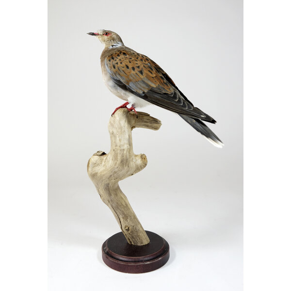 Mounted European turtle dove