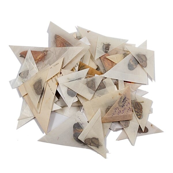 Mix unpräpariertes Schmetterlingen 50x