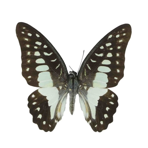 Graphium Doson "nauta" onprepared