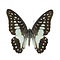 Graphium Doson &quot;nauta&quot; unvorbereitet