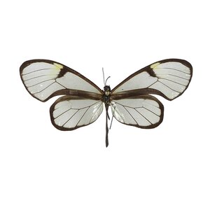 Greta Oto (glasvleugel vlinder) ongeprepareerd