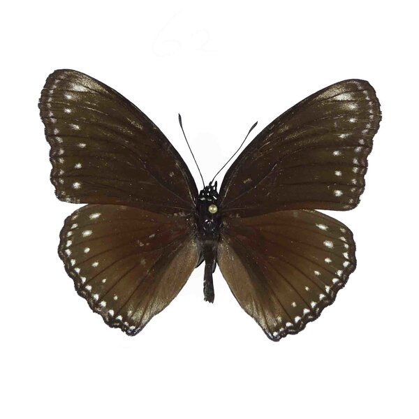 Hypolimnas Antilope onprepared