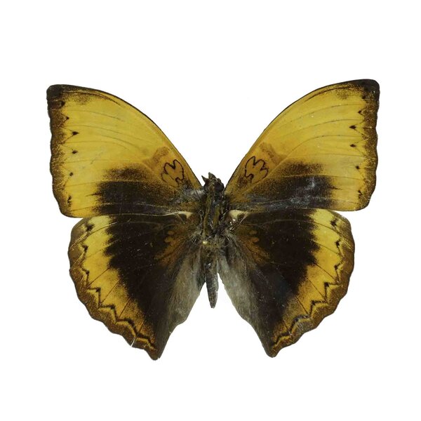 Cymothoe Hypata unvorbereitet