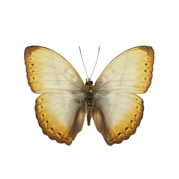 Cymothoe Reinholdi unvorbereitet