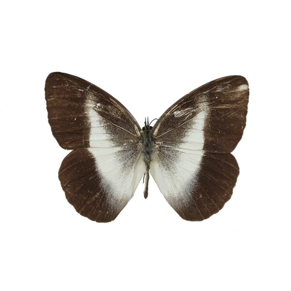 Affinis Sulawesi unvorbereitet