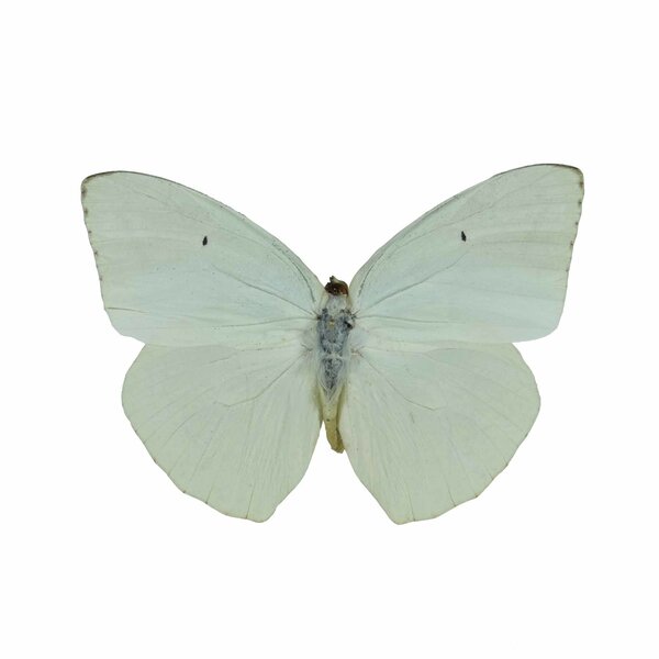 Catopsilia Florella unprepared