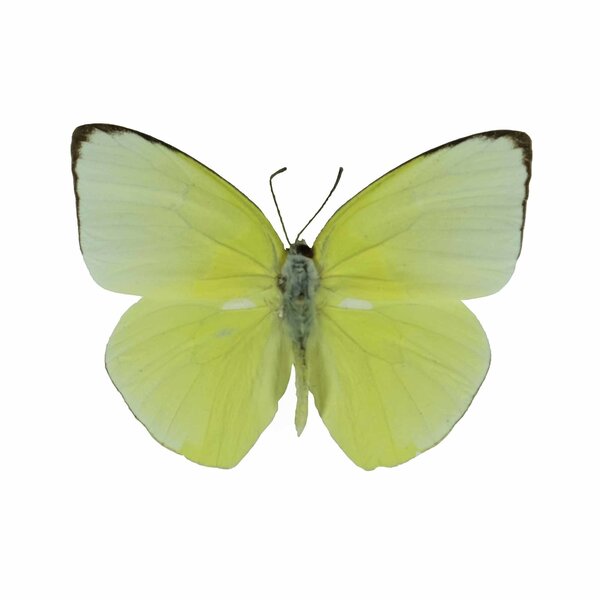 Catopsilia Pomona ongeprepareerd