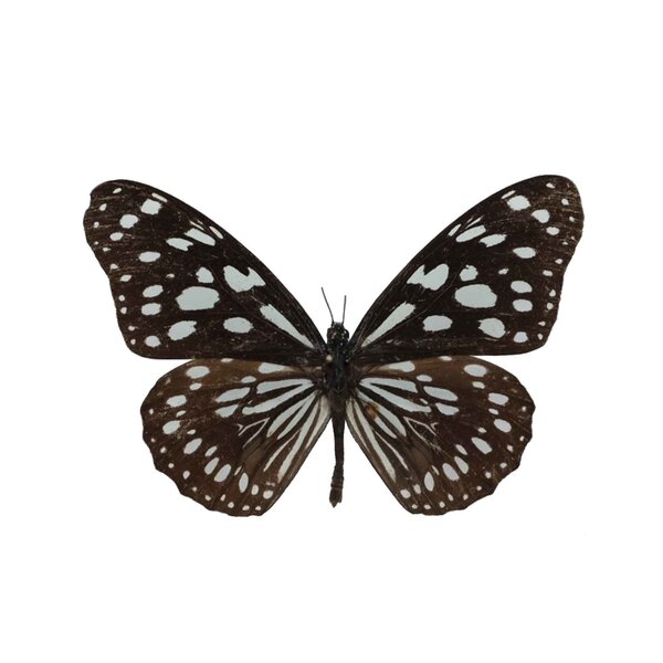 Tirumala sp. unvorbereitet