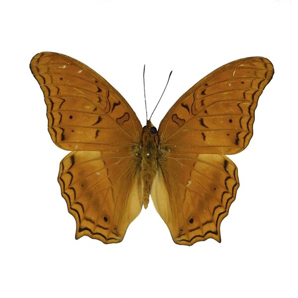 Vindula Dejone ongeprepareerd