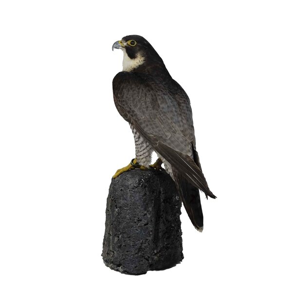 Mounted Peregrine falcon