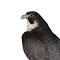 Mounted Peregrine falcon