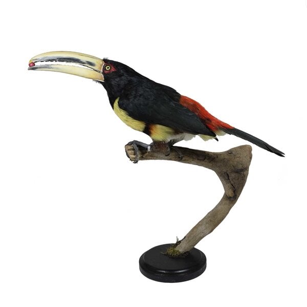Mounted Pale-mandibled aracari
