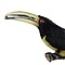 Mounted Pale-mandibled aracari