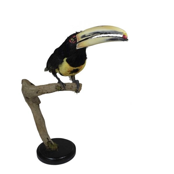 Mounted Pale-mandibled aracari