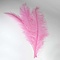 Ostrich feather pink 70 cm
