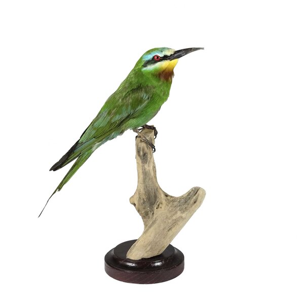 Opgezette groene bijeneter (B)