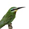 Mounted blue-cheeked bee-eater (B)