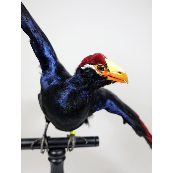 Mounted violet turaco flying