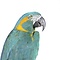 Stuffed blue-throated macaw