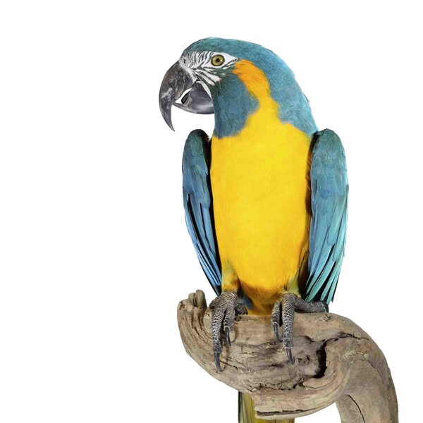 Stuffed blue-throated macaw